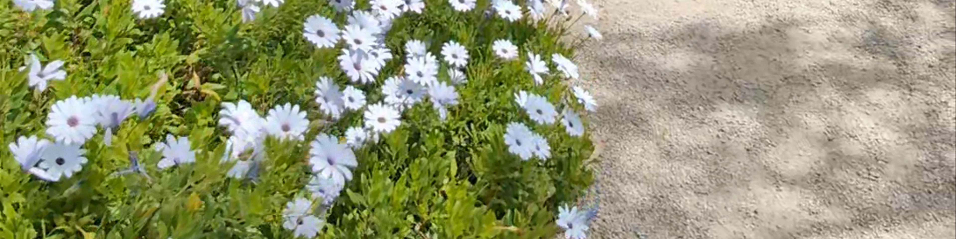The Exotic Garden of Roscoff