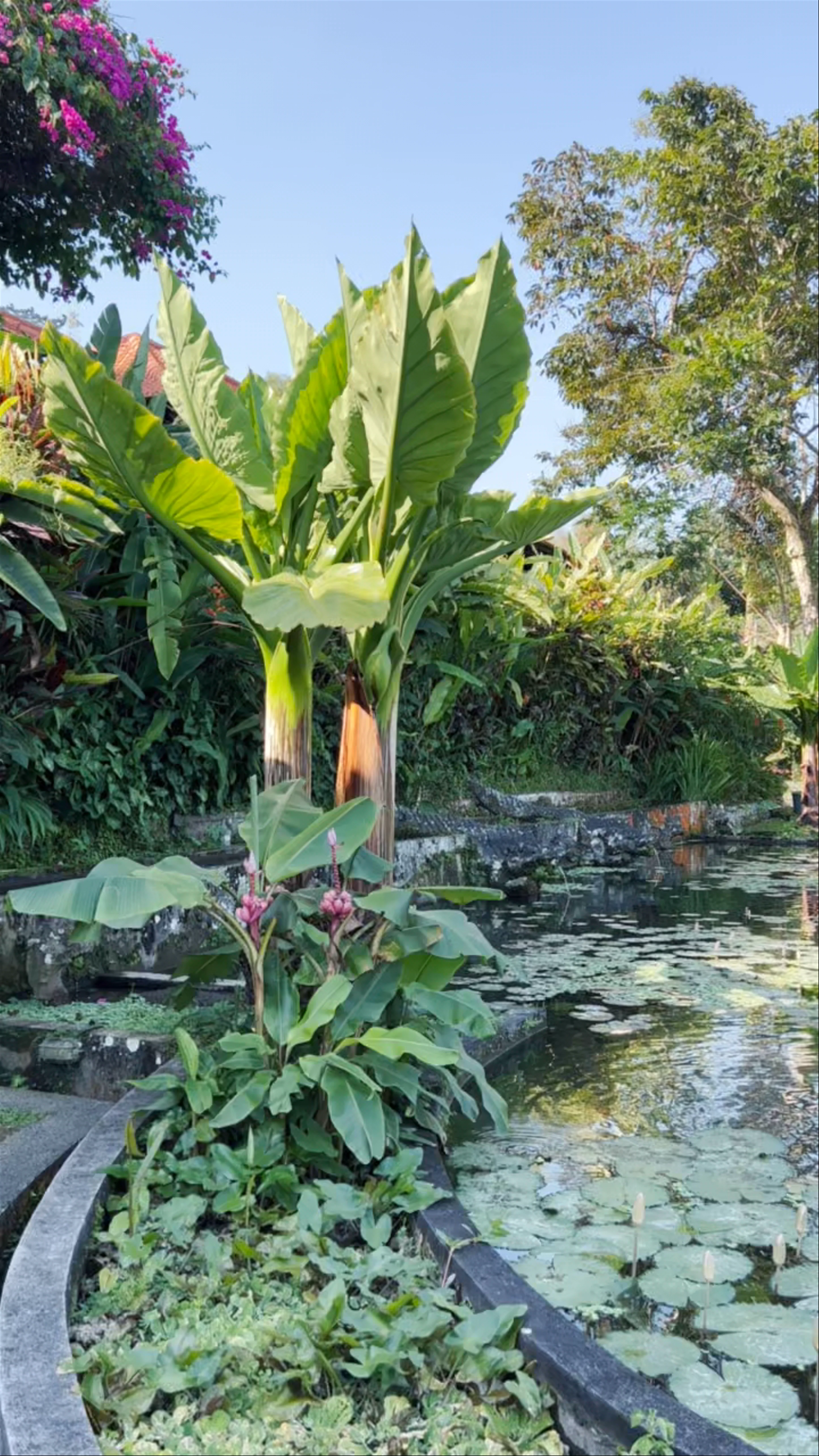 Tirta Gangga