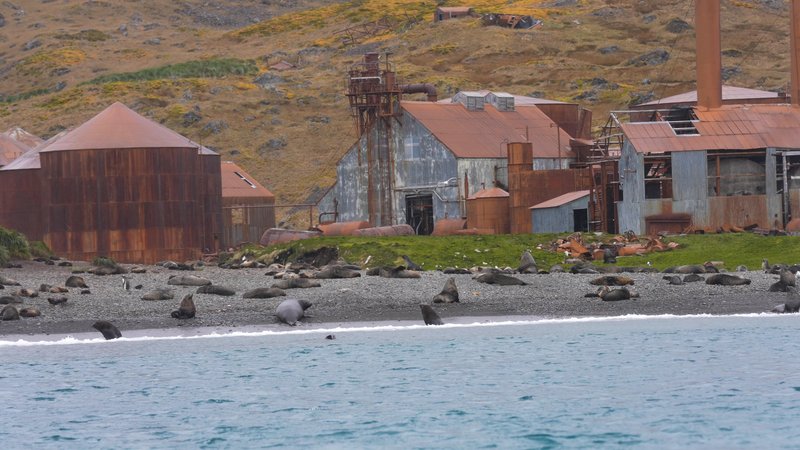 Sant Georgia Seals poster