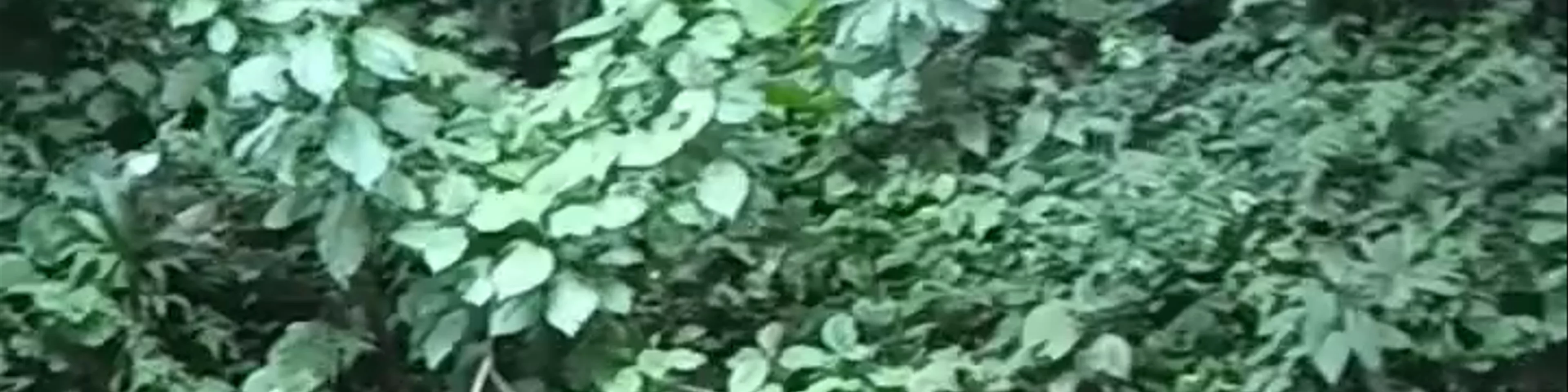 Bri Bri waterfalls