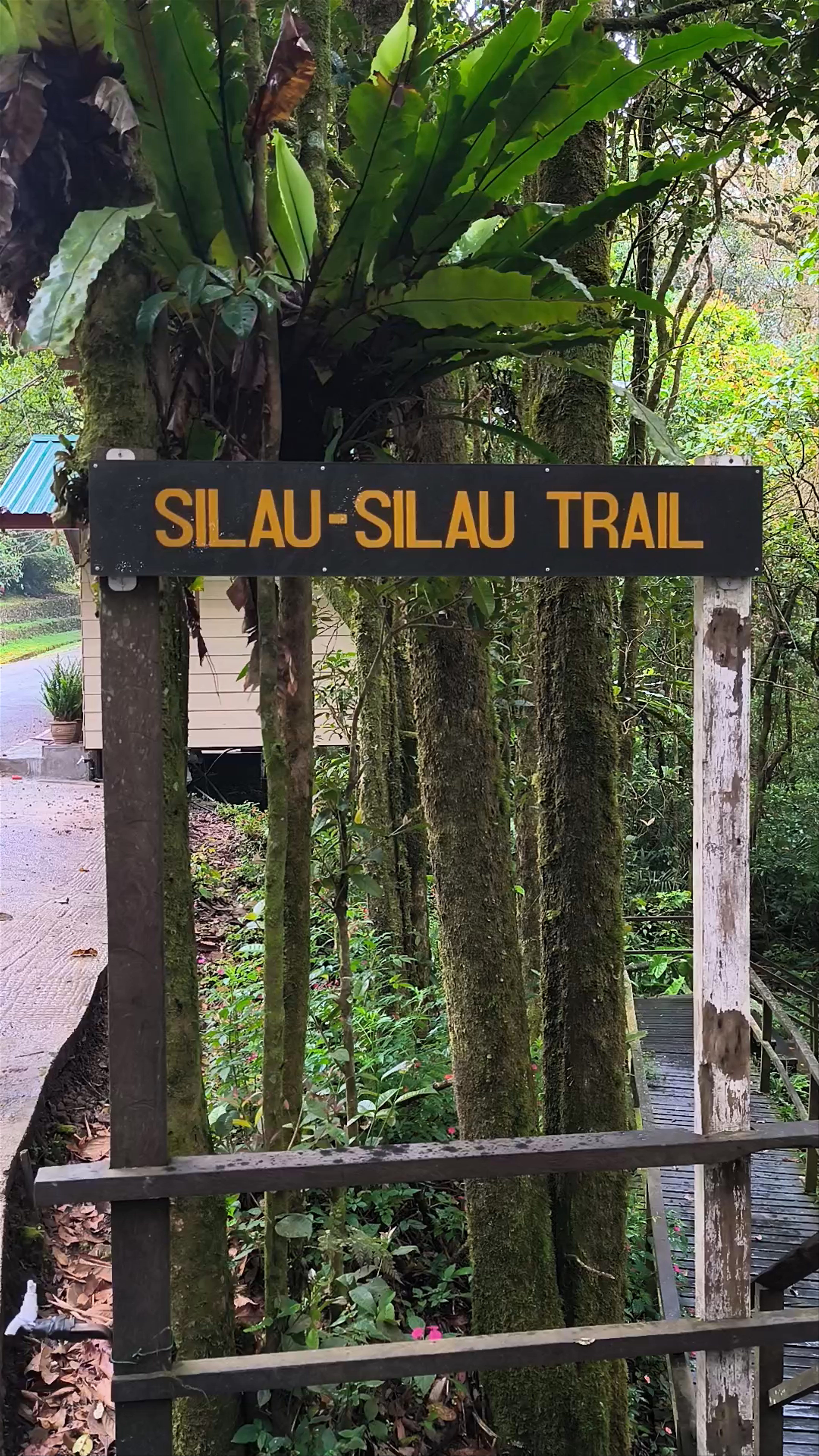 Silau Silau Trail