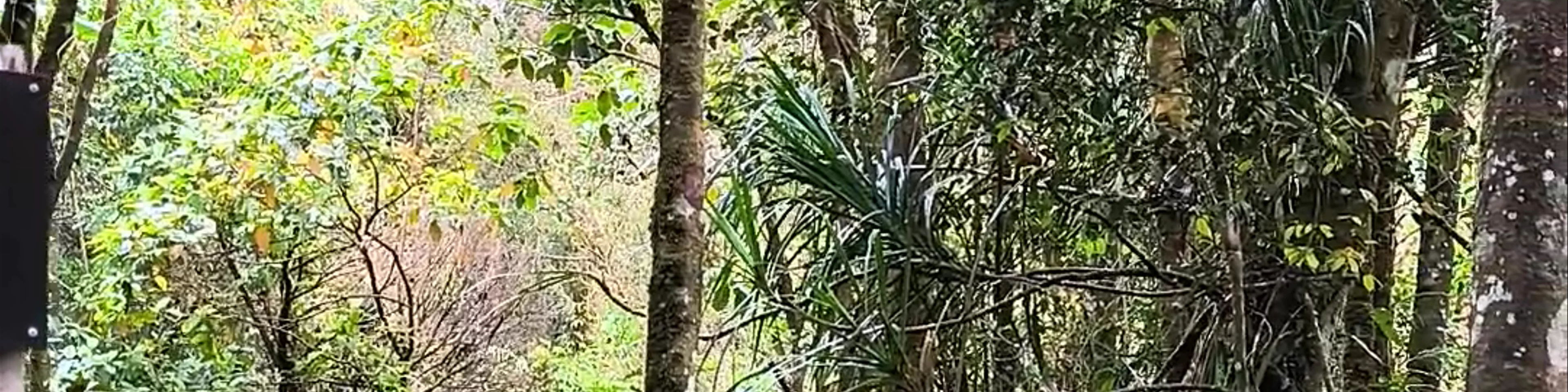 Silau Silau Trail