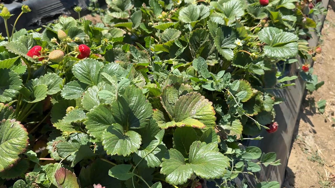 Gizdich Strawberry Patch - More berries - Pick Your Own Farms Near Me - Watsonville, California