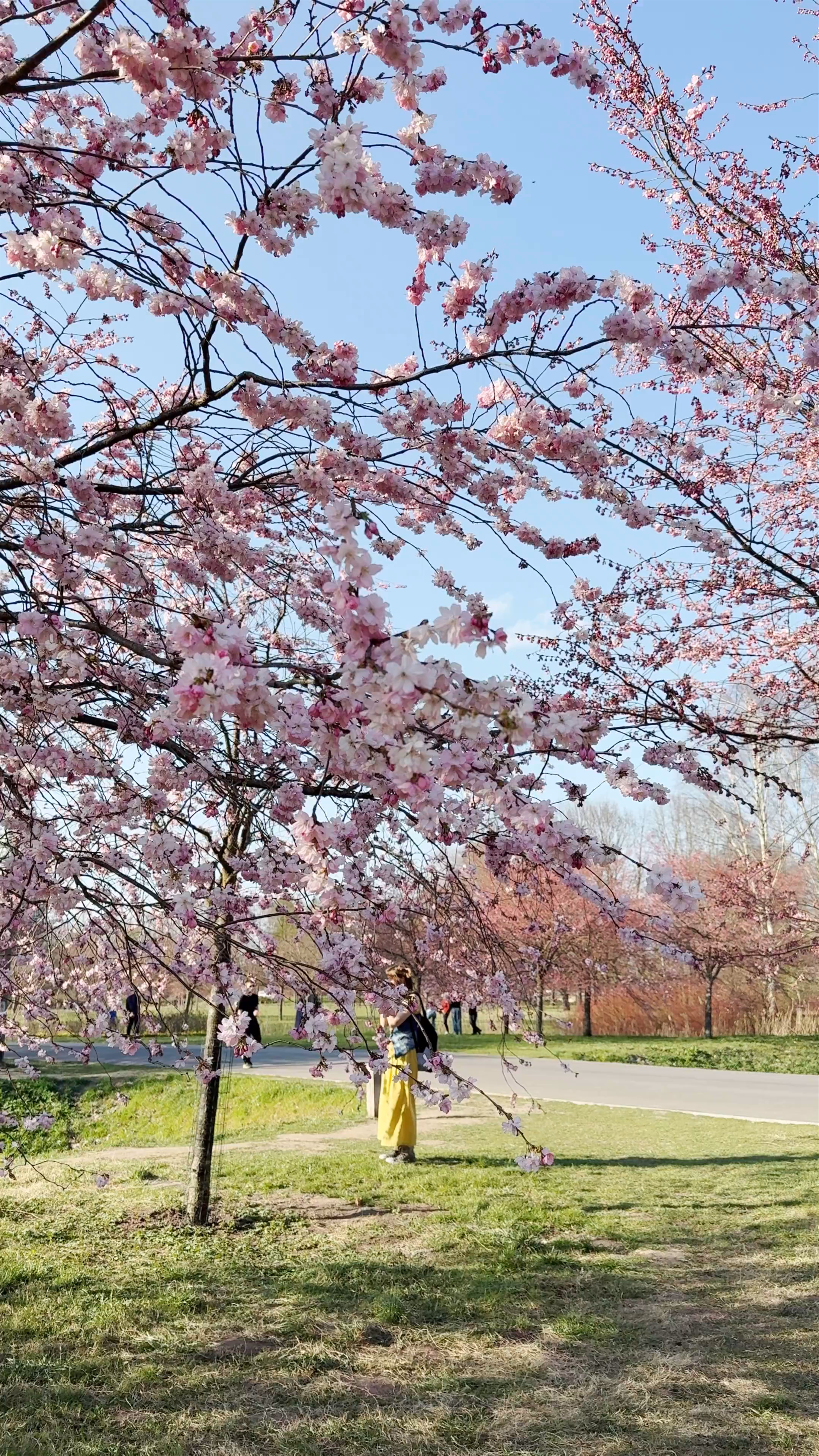 Sakura cherry trees