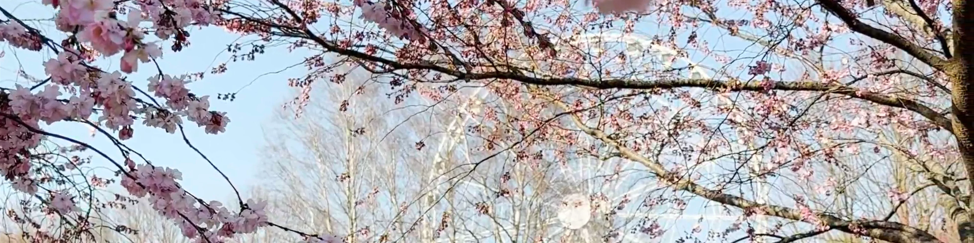 Sakura cherry trees