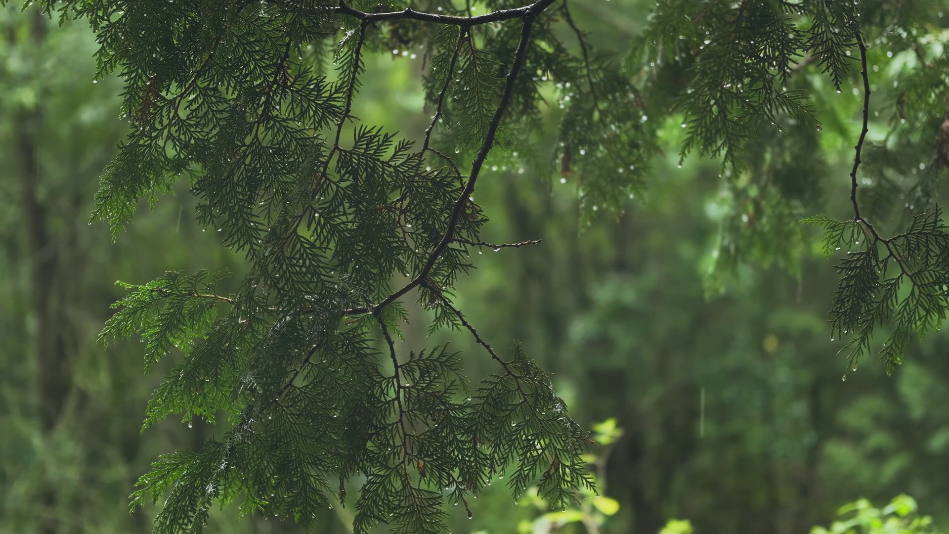 Dense Forest Rain