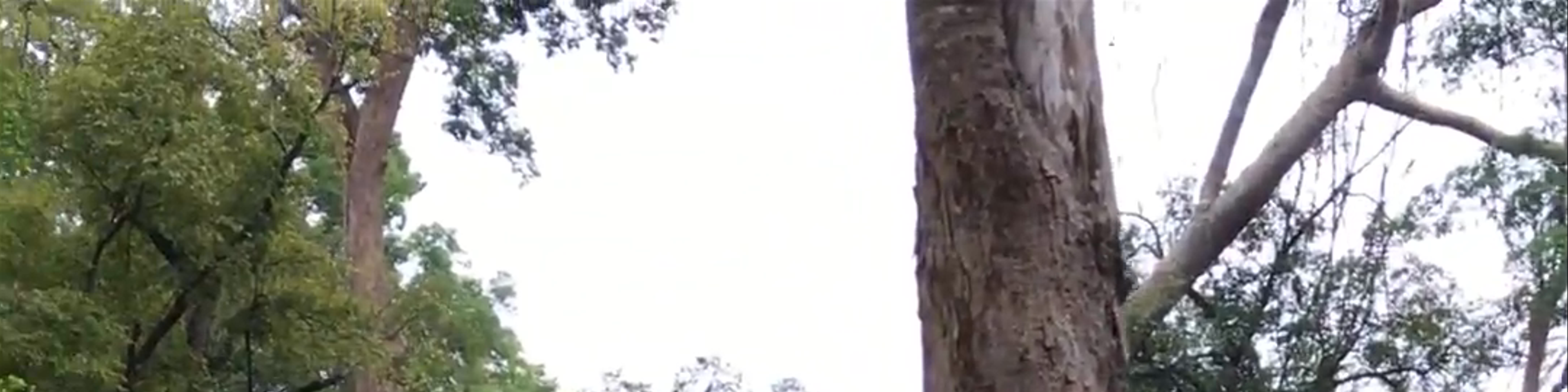 Siemréab