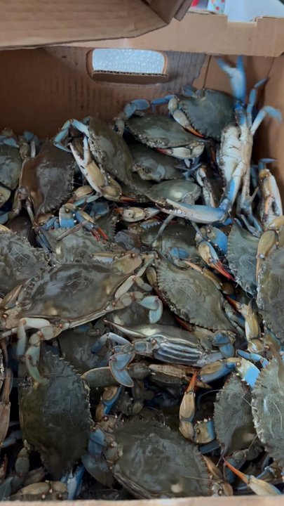 Warren's Seafood - 1/2 bushel of mixed blue crabs - Seafood Markets Near Me - Savannah, Georgia