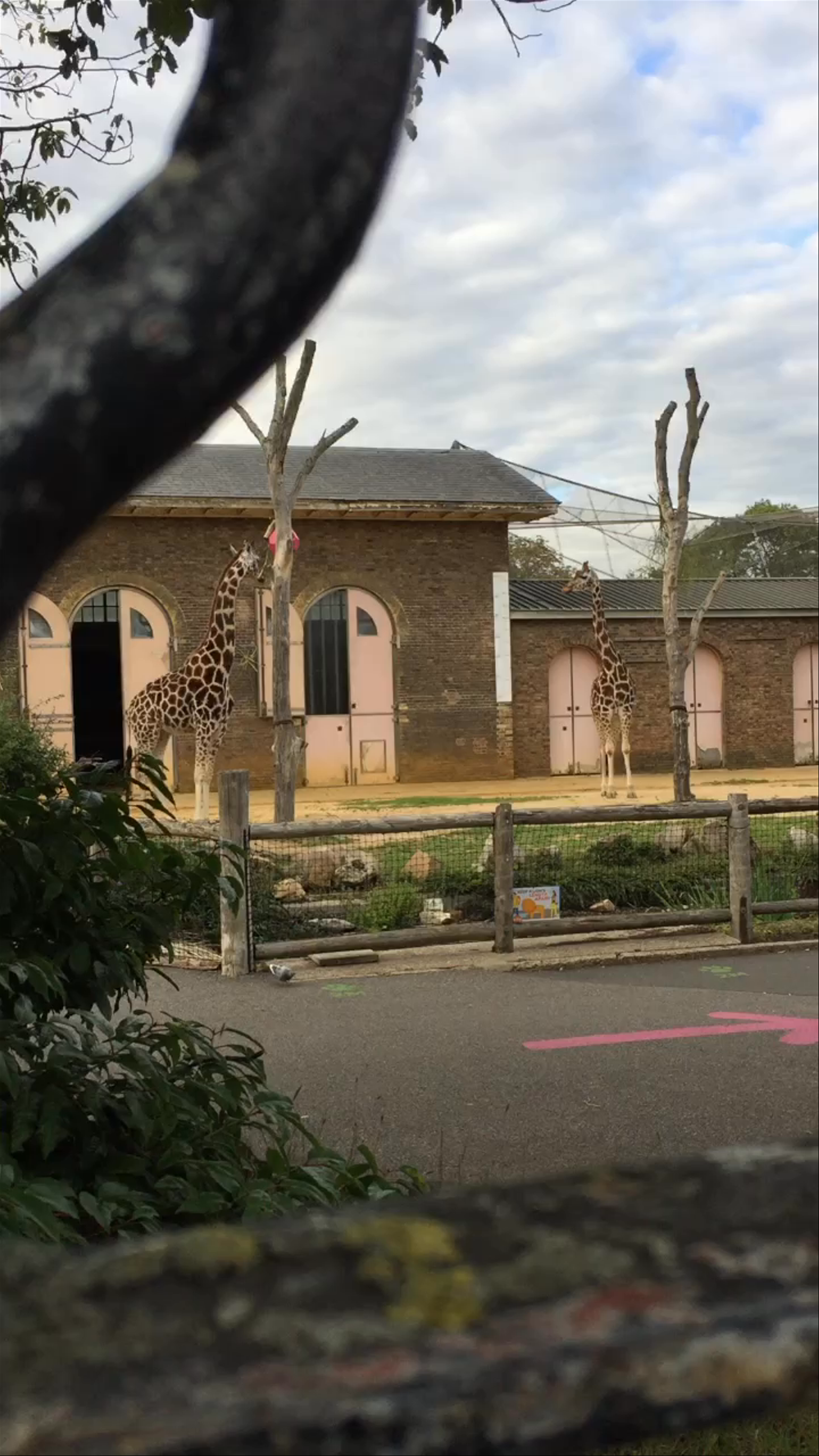 Wildlife Wonders at London Zoo: Giraffe Experience