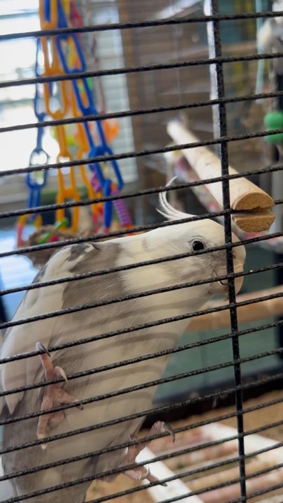 Pet Emporium - Bird friend! - Pet Groomers Near Me - Capitola, California