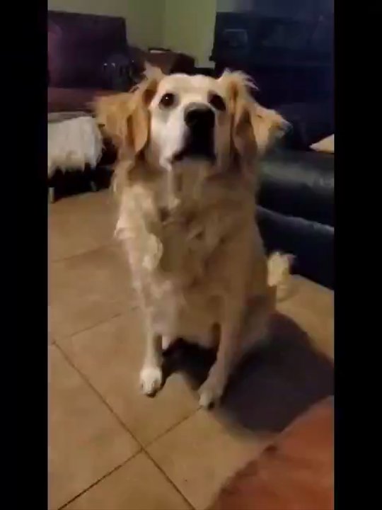 Jess's Barking Bubbles - Yummm - Pet Groomers Near Me - Port Arthur, Texas