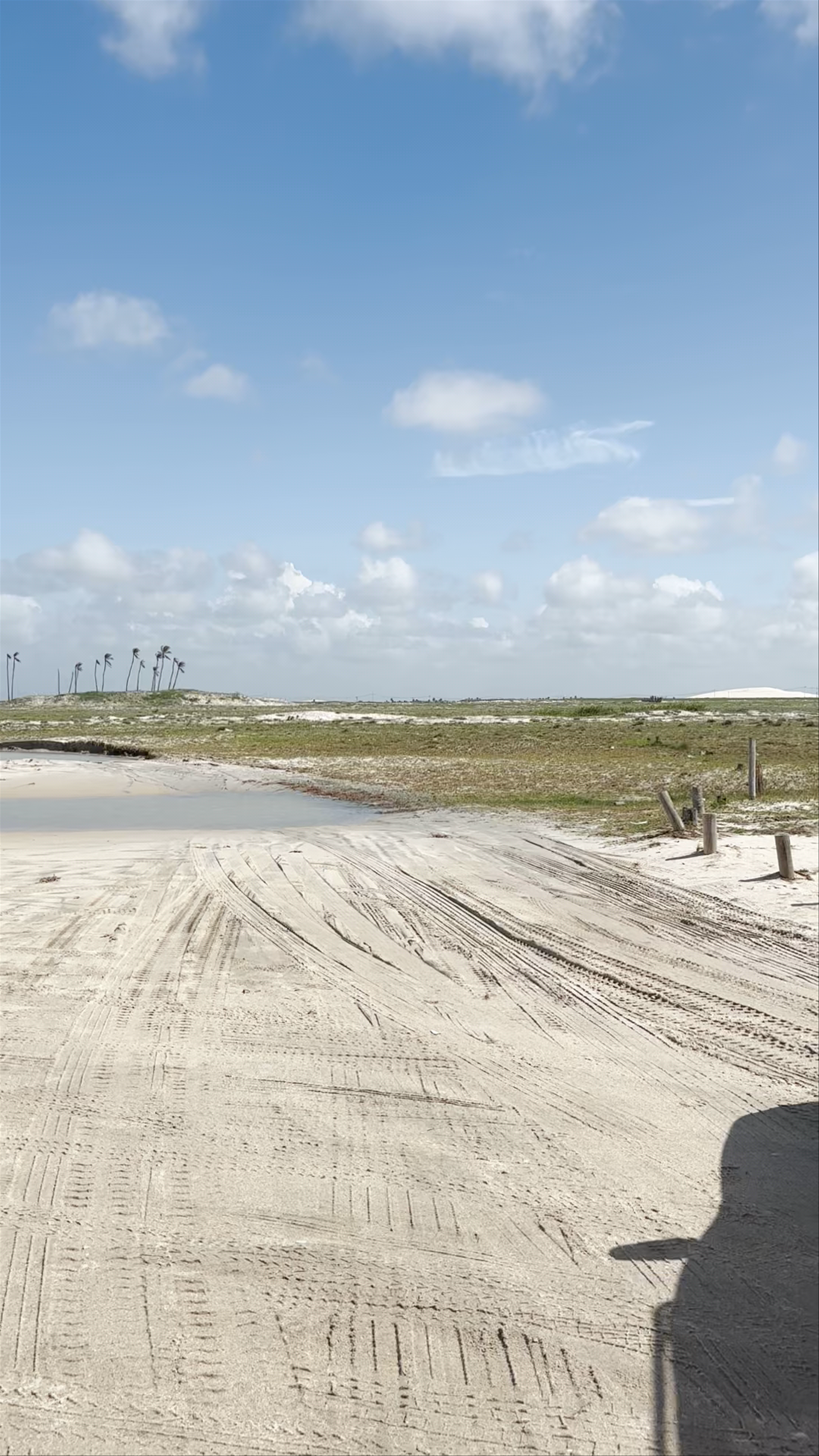 Árvore da Pregüiça