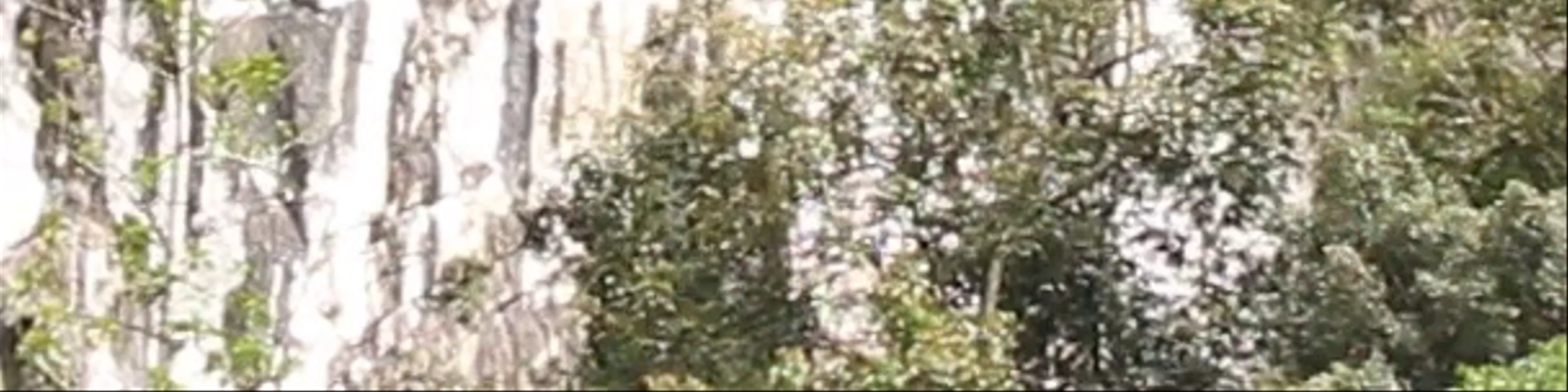 Deer Cave