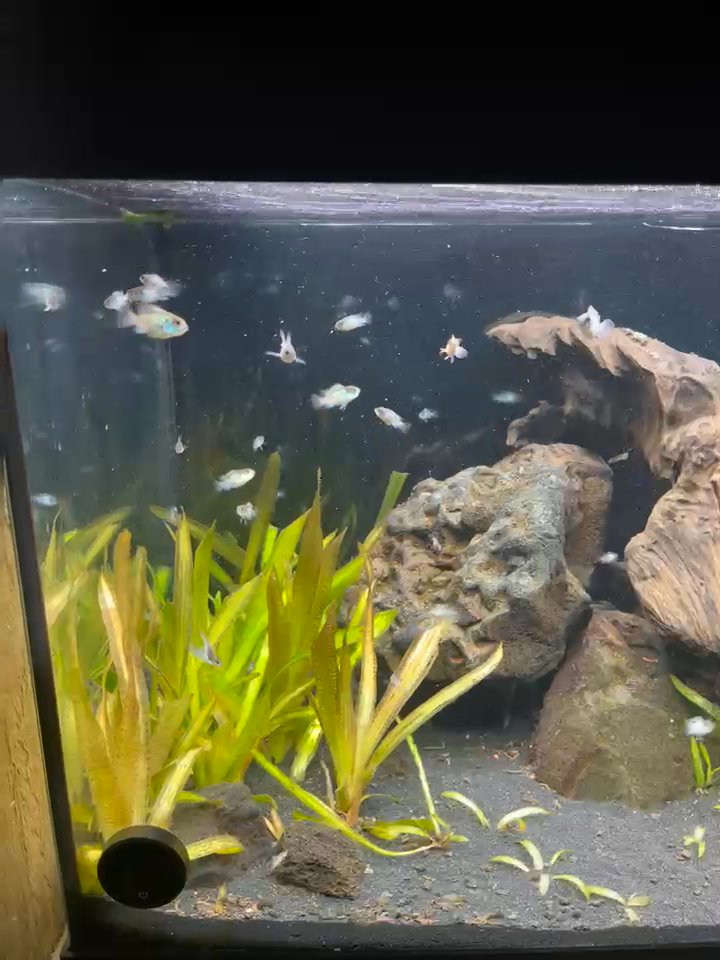 Blue acara