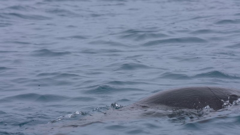 Antarctic fur seals poster