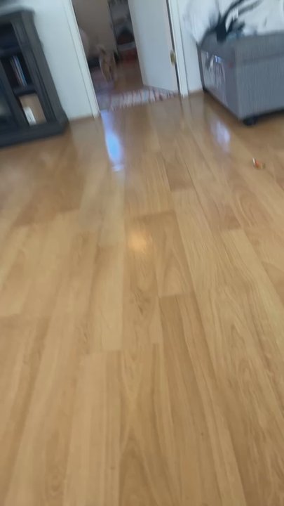 The Pooch Parlor - Prancing around after a fresh spring grooming - Pet Groomers Near Me - Windsor, California