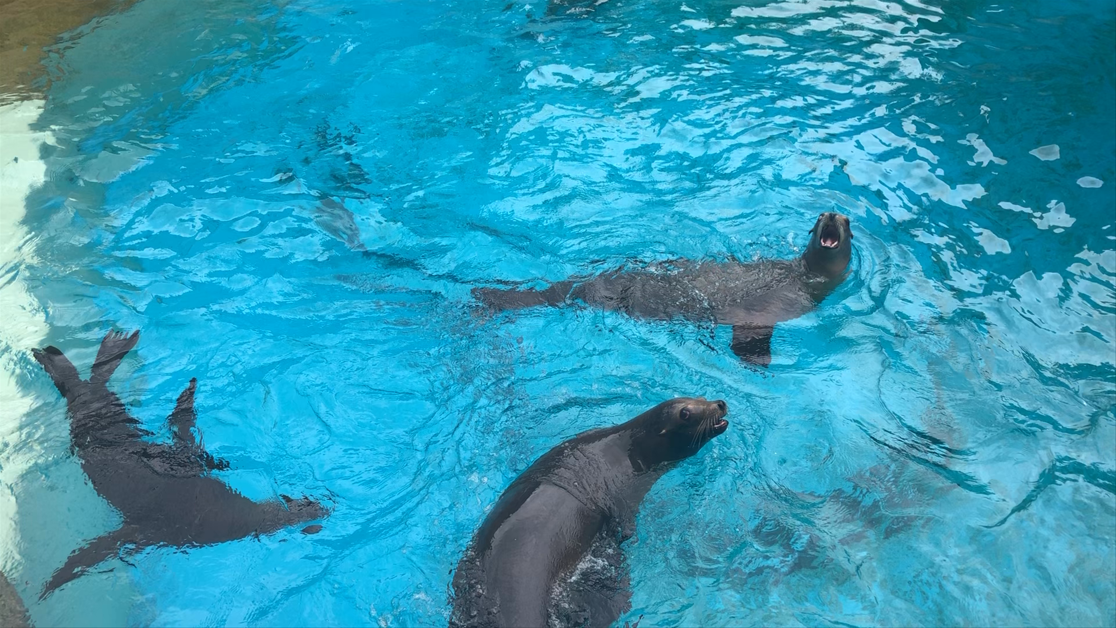 Playful Sea Lions at SeaWorld San Antonio