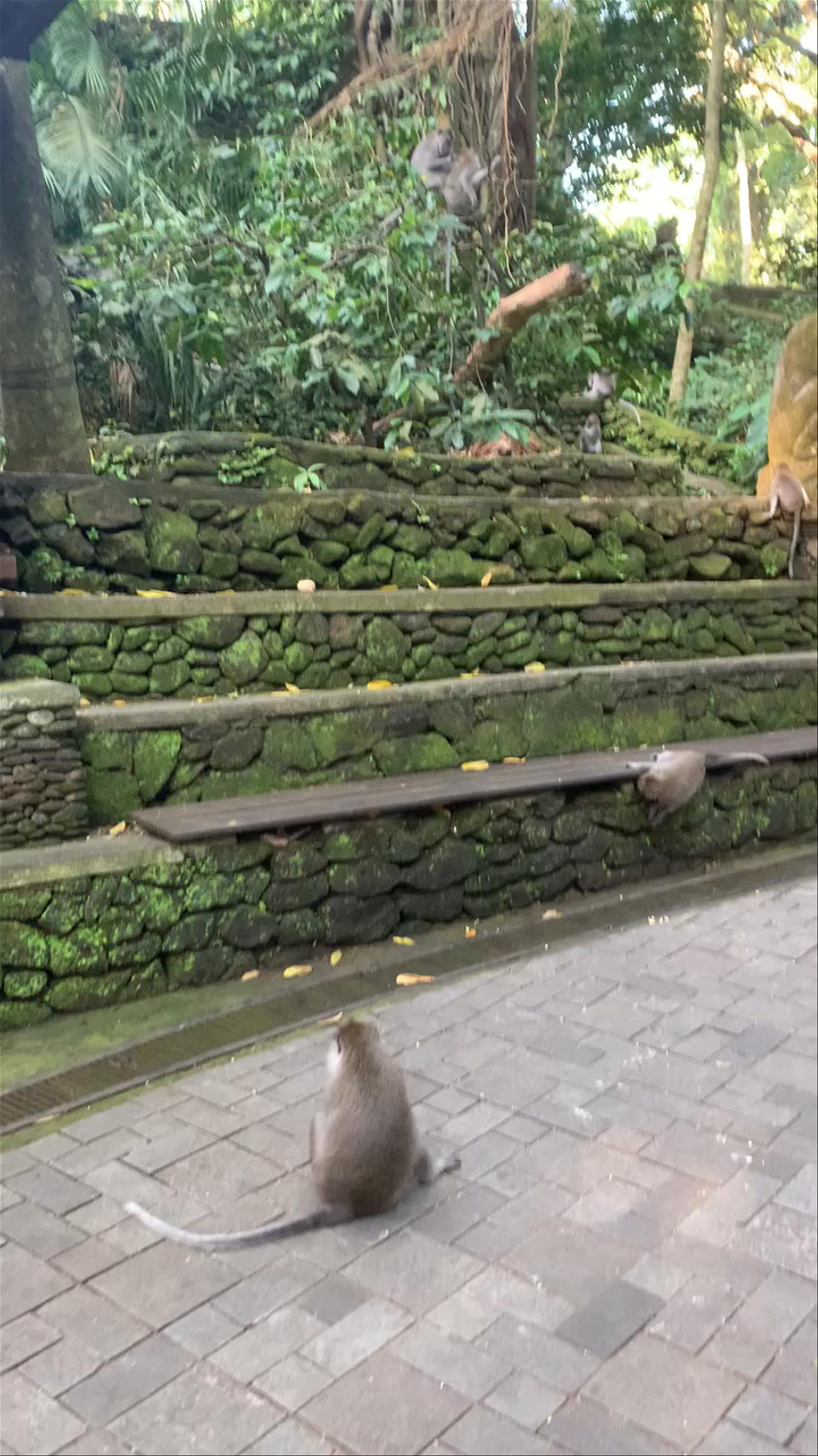 Monkey Forest