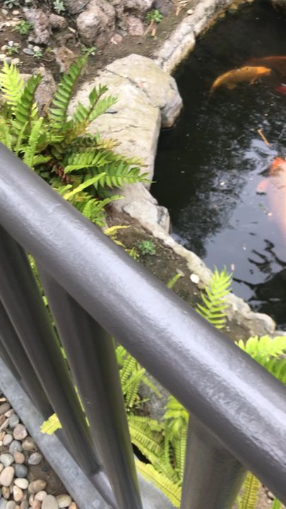 Humphreys Half Moon Inn - Koi pond - San Diego, CA