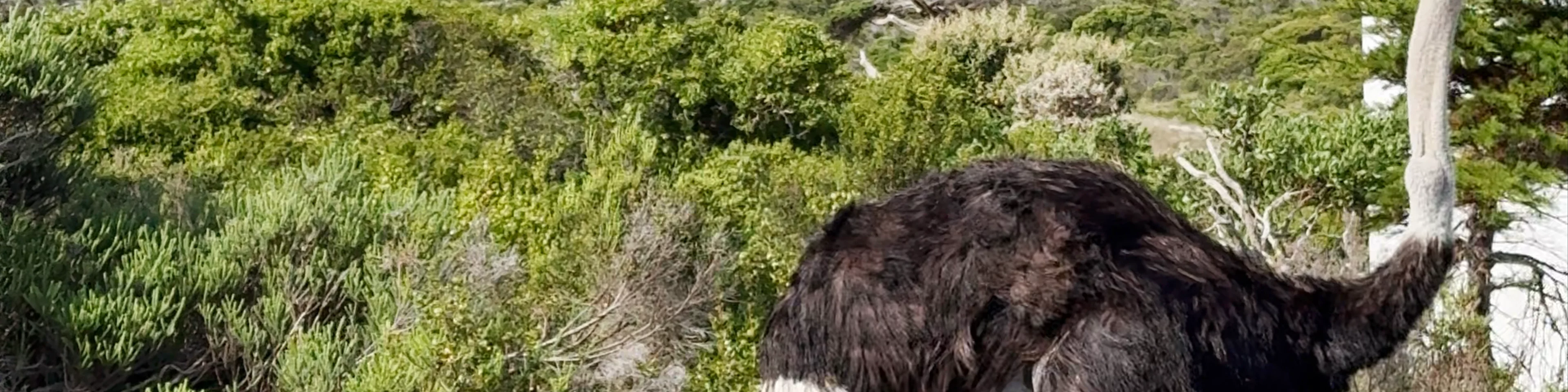 Cape of Good Hope