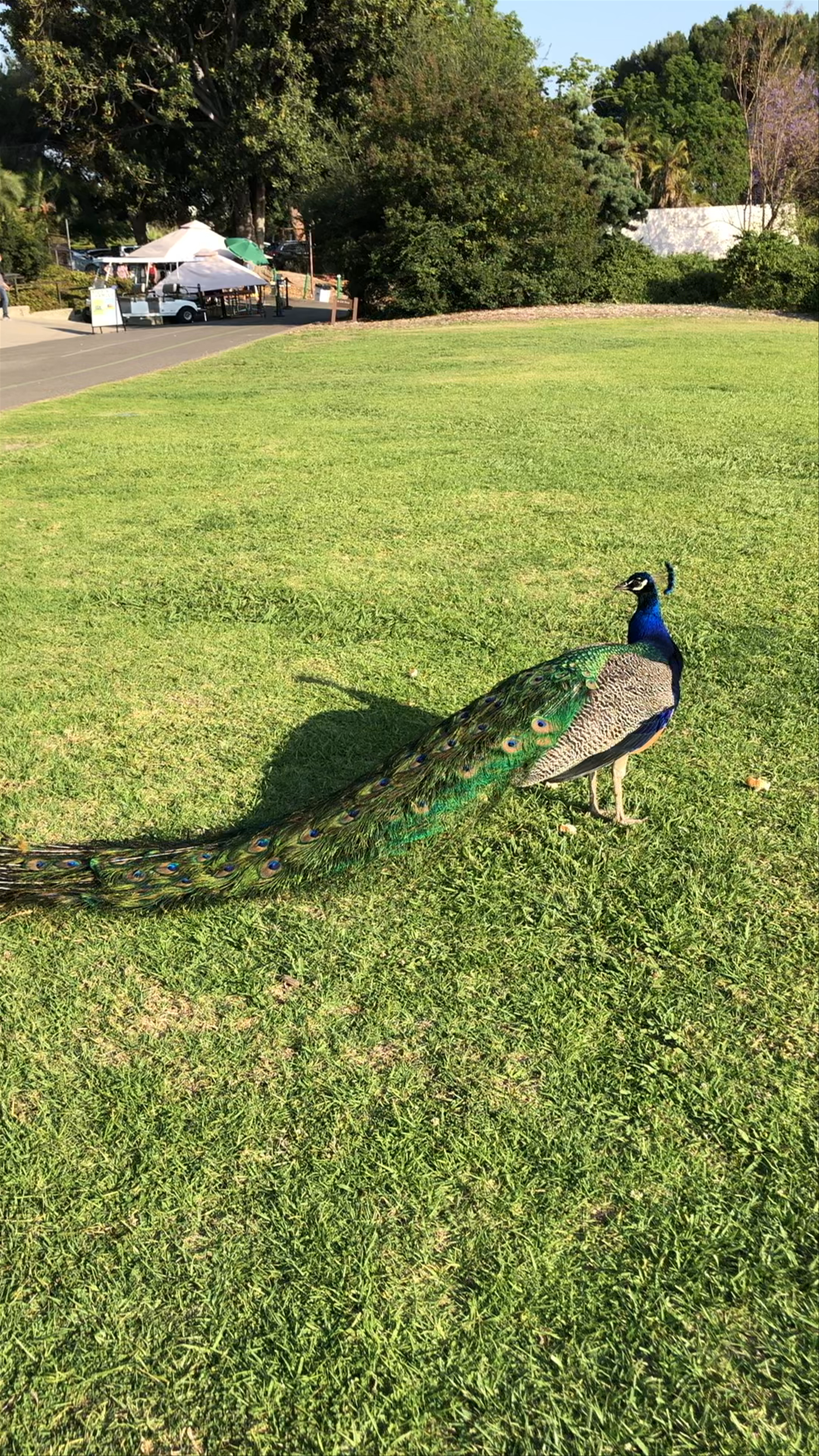 Los Angeles County Arboretum