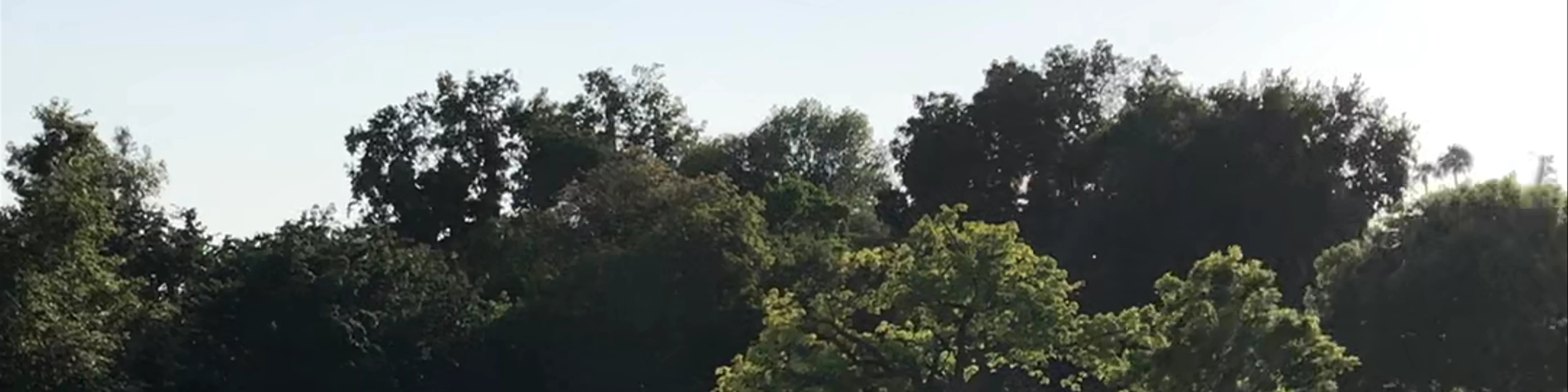 Los Angeles County Arboretum