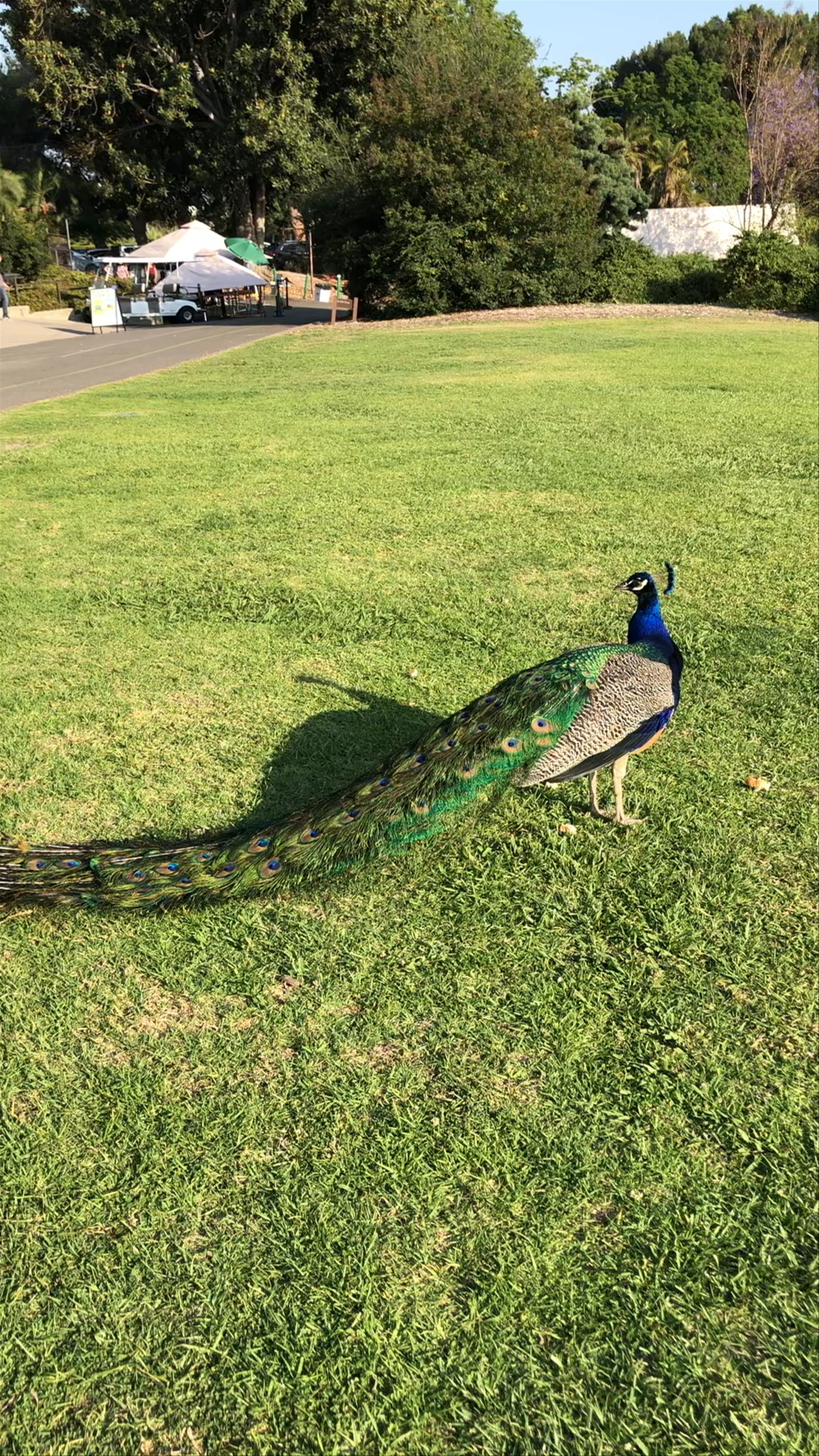 Los Angeles County Arboretum