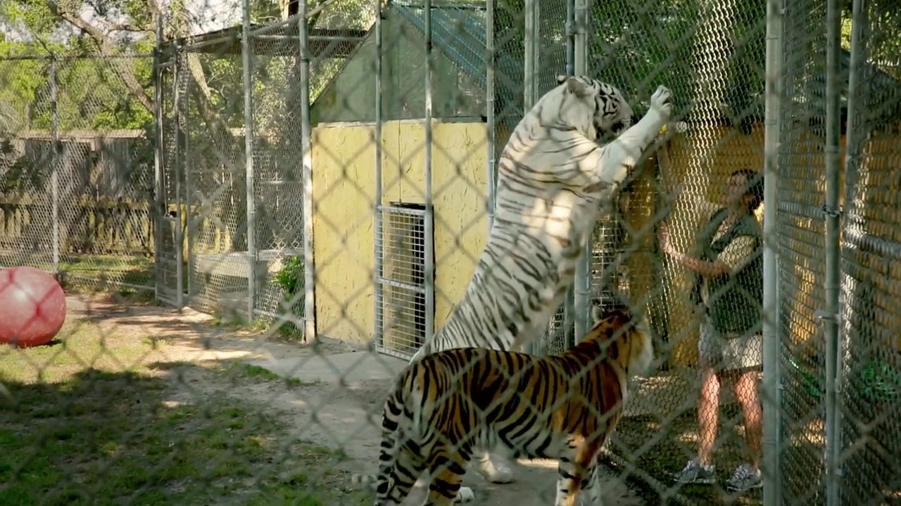 Skype “Animal Family Portrait” Long Form