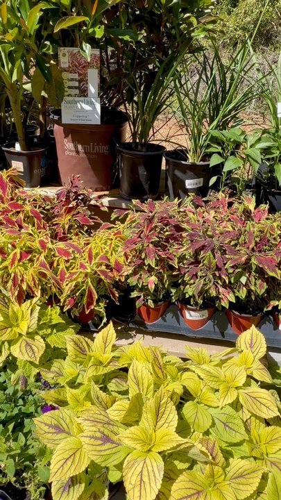 Wrights Market - So many choice! - Nurseries & Gardening Near Me - Rincon, Georgia