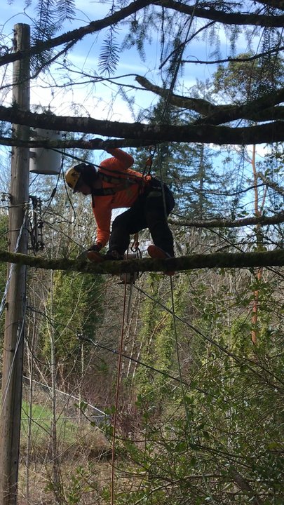 Olympia Tree Care - Just a preview. - Tree Services Near Me - Olympia, Washington