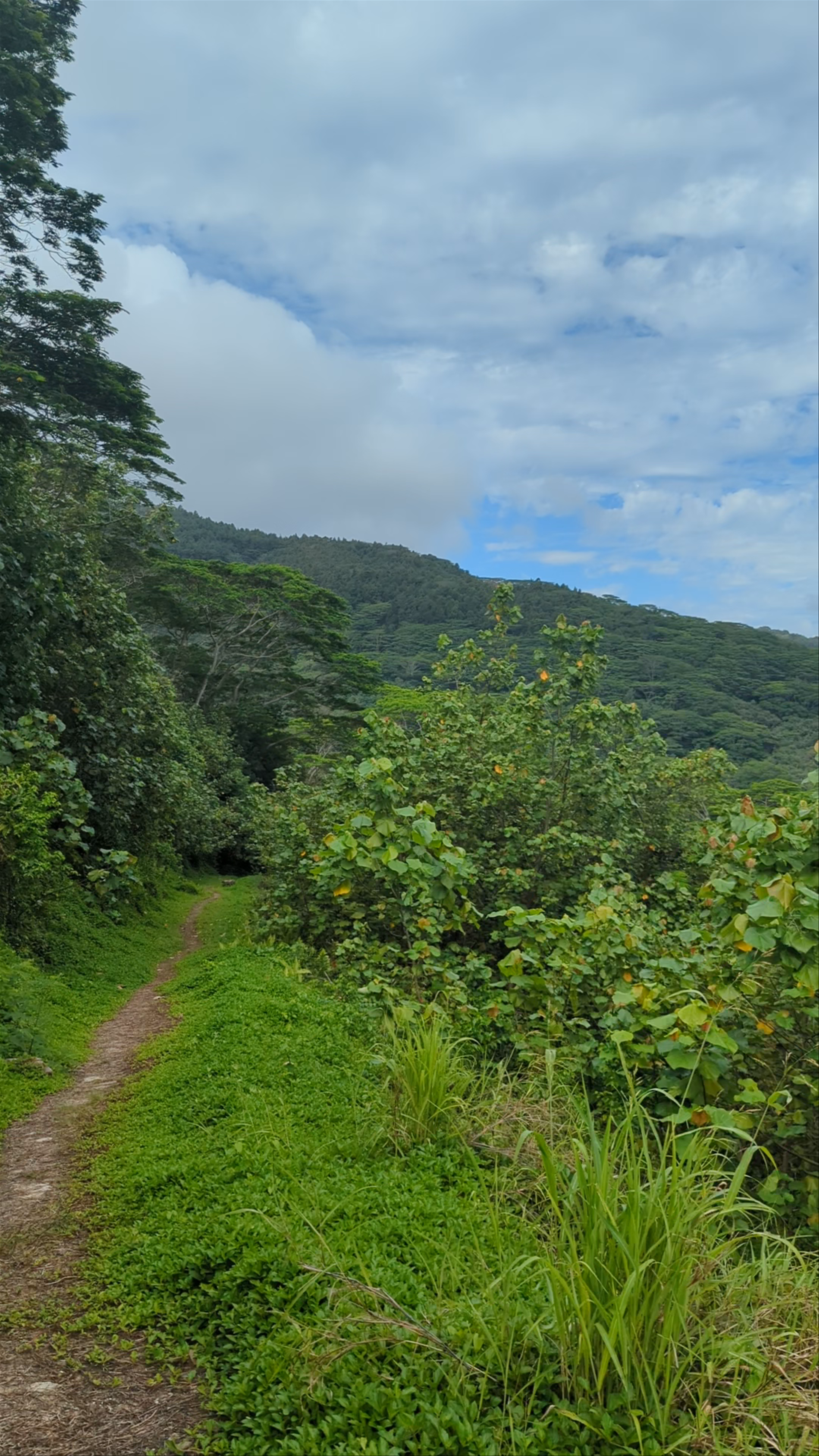 Mount Tapu Hiking Trail
