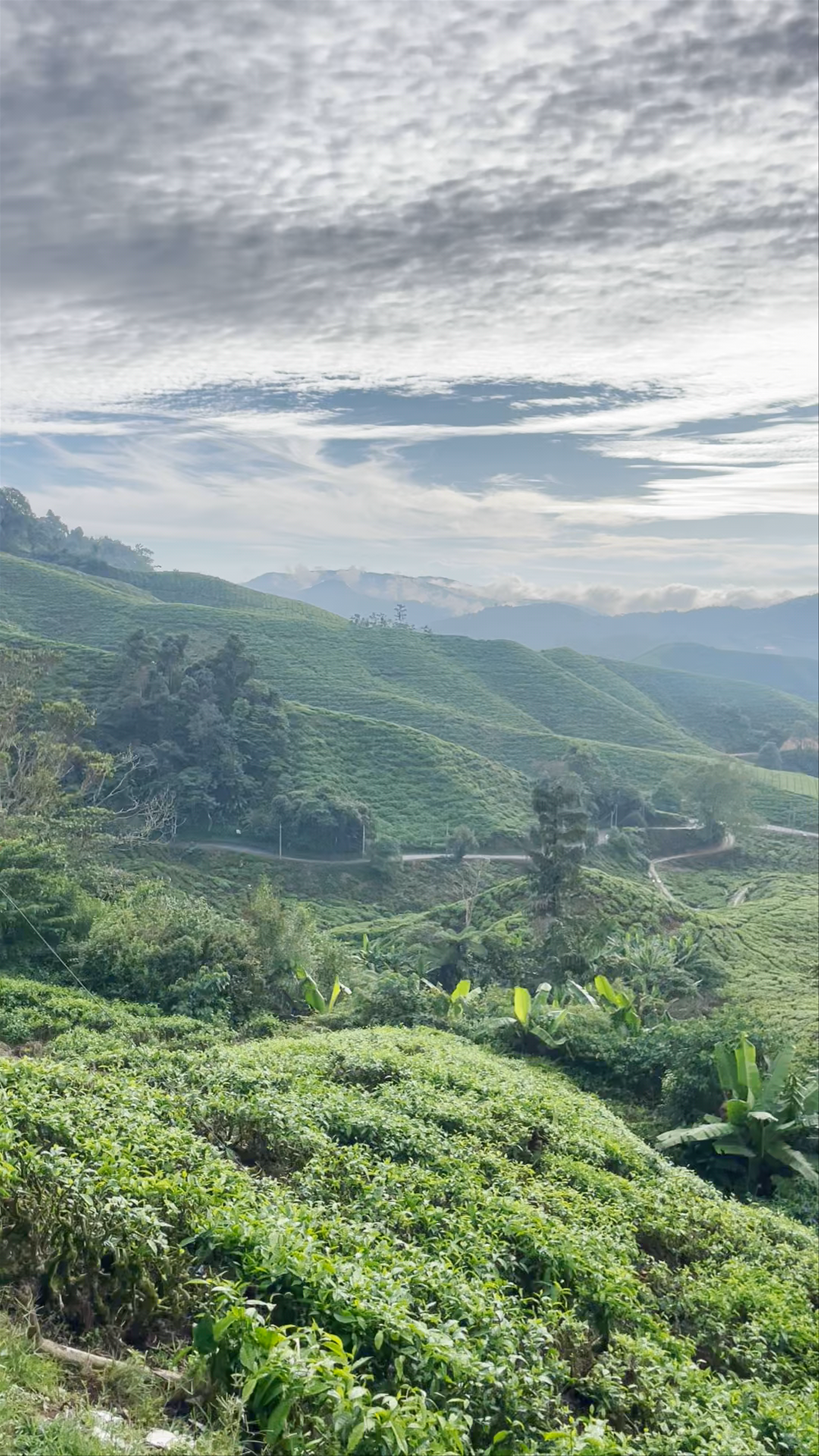 Boh Tea Plantation: Verdant Serenity in Pahang's Highlands