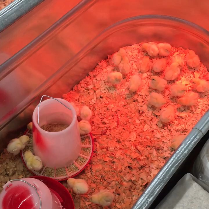 Tractor Supply - Love Spring when the  chicks arrive. - Hardware Stores Near Me - Belchertown, Massachusetts