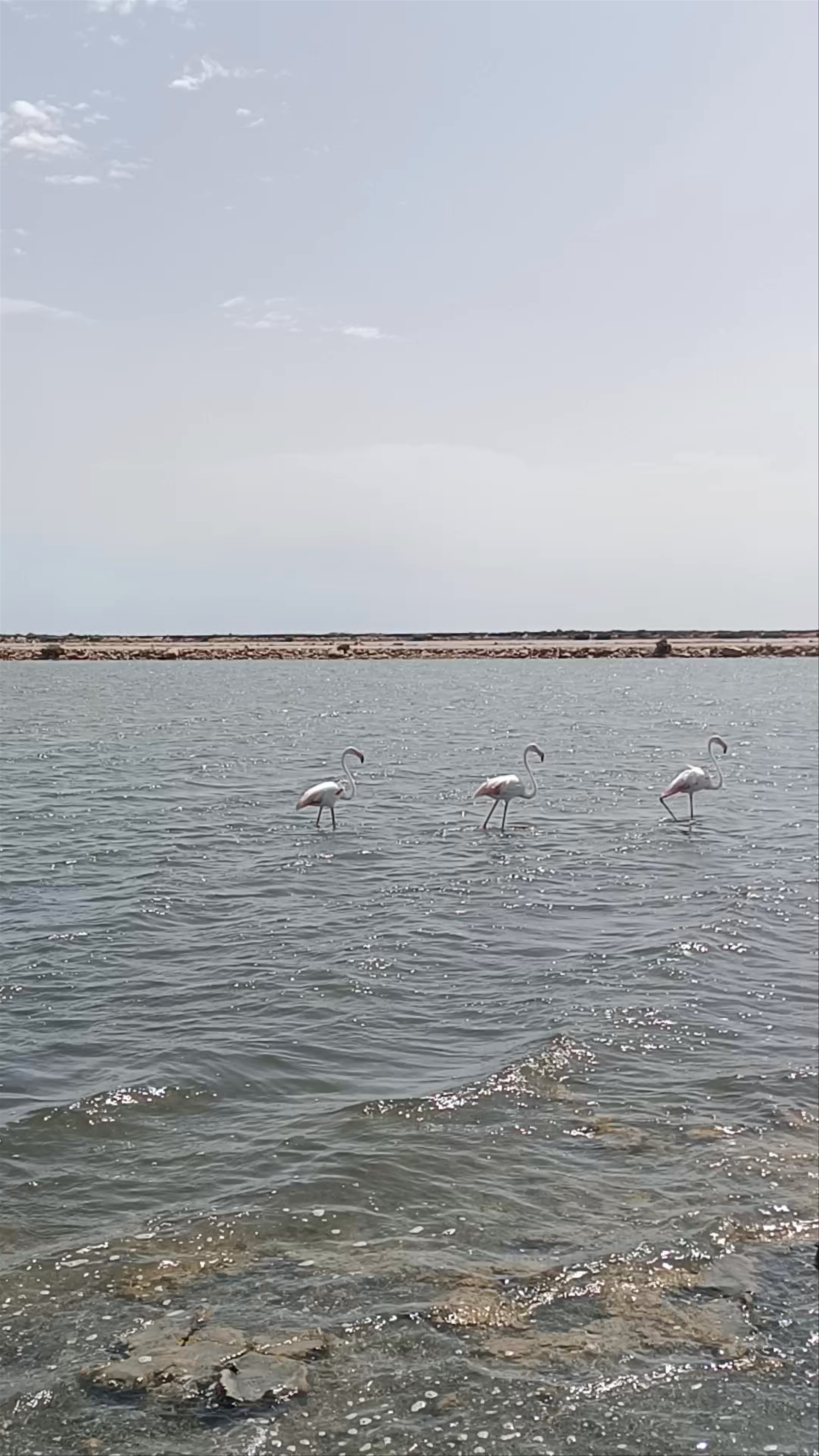 Parque Natural de Las Lagunas de La Mata y Torrevieja