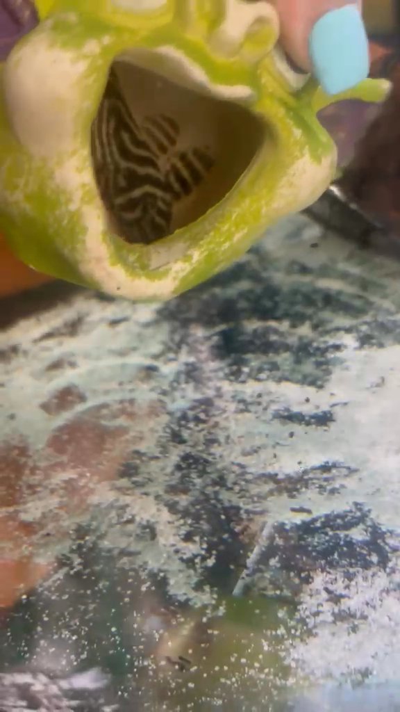 Pleco