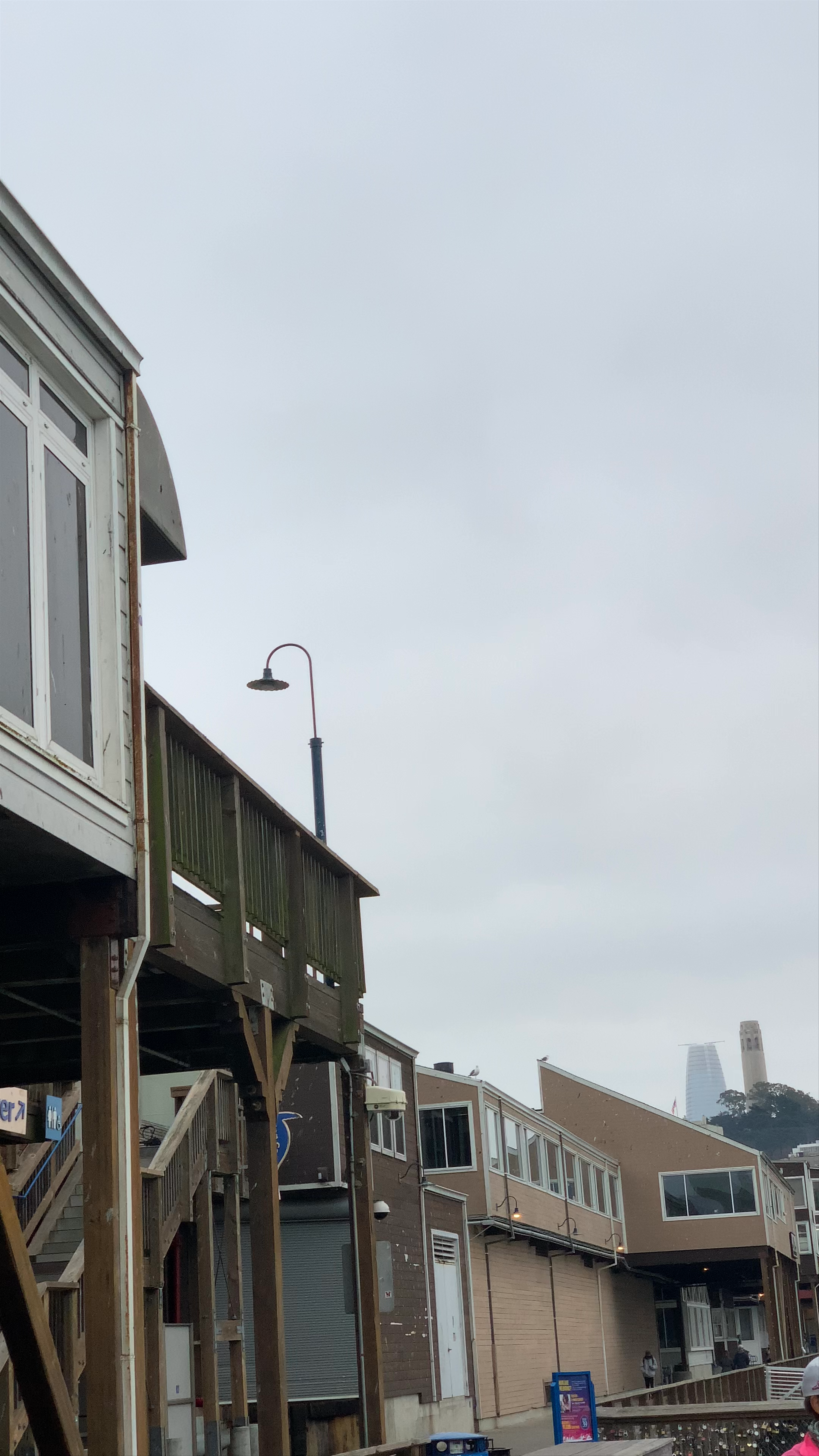 Pier 39 Sea Lions and San Francisco Waterfront Vibes