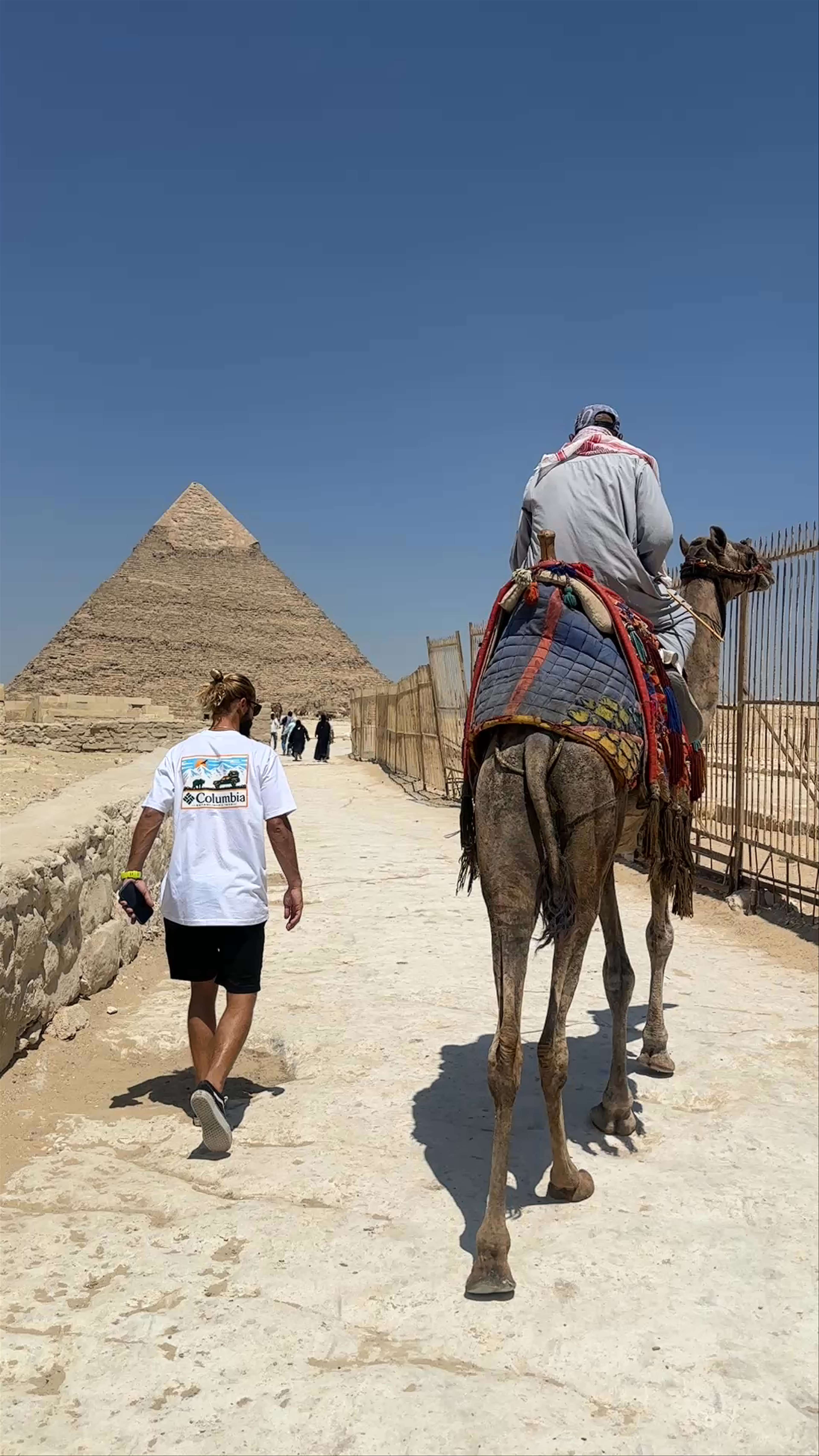 Walking Beside A Camel Near The Pyramid of Giza