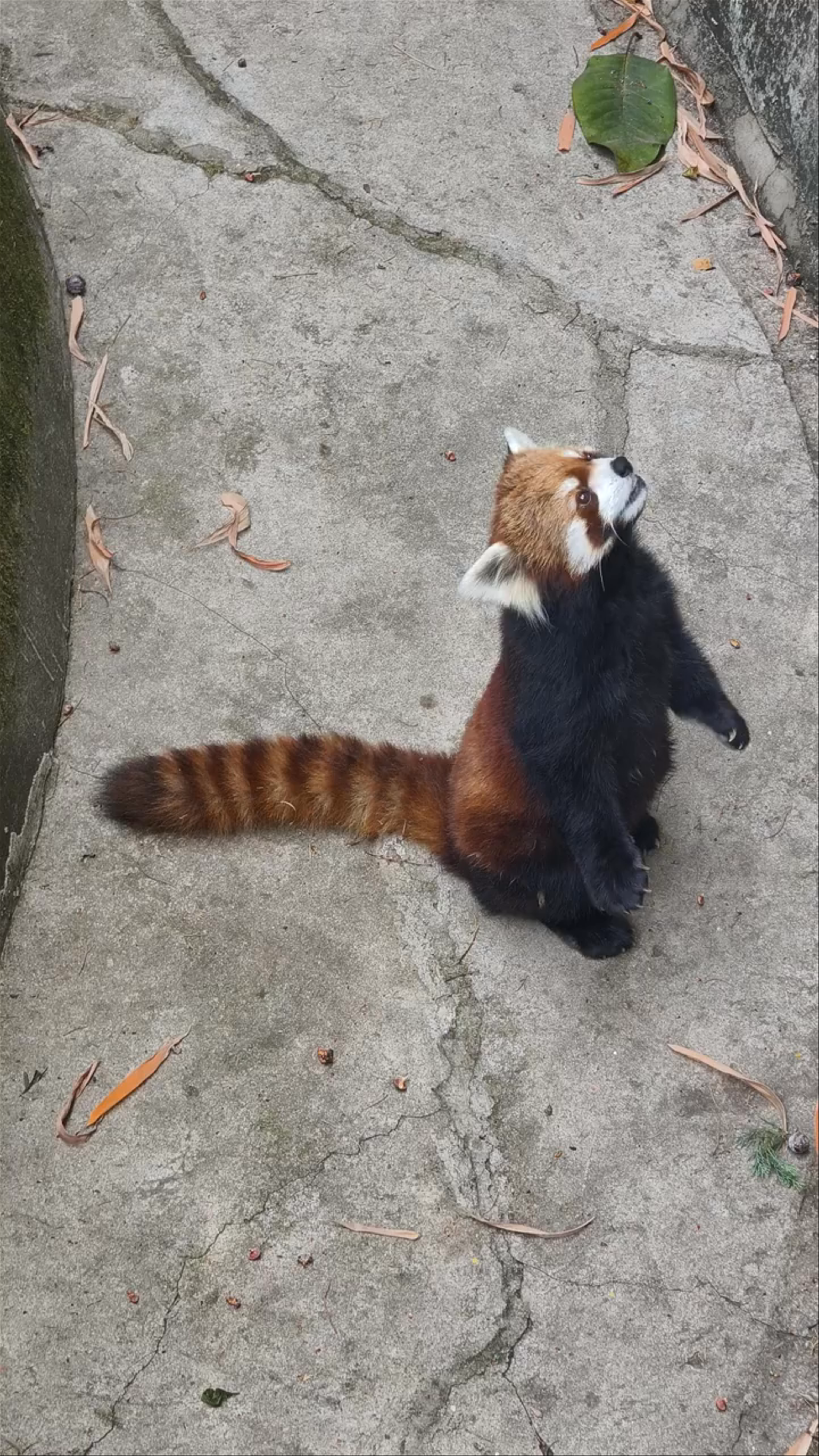 Captivating Red Panda at Yunnan Wildlife Zoo, Kunming