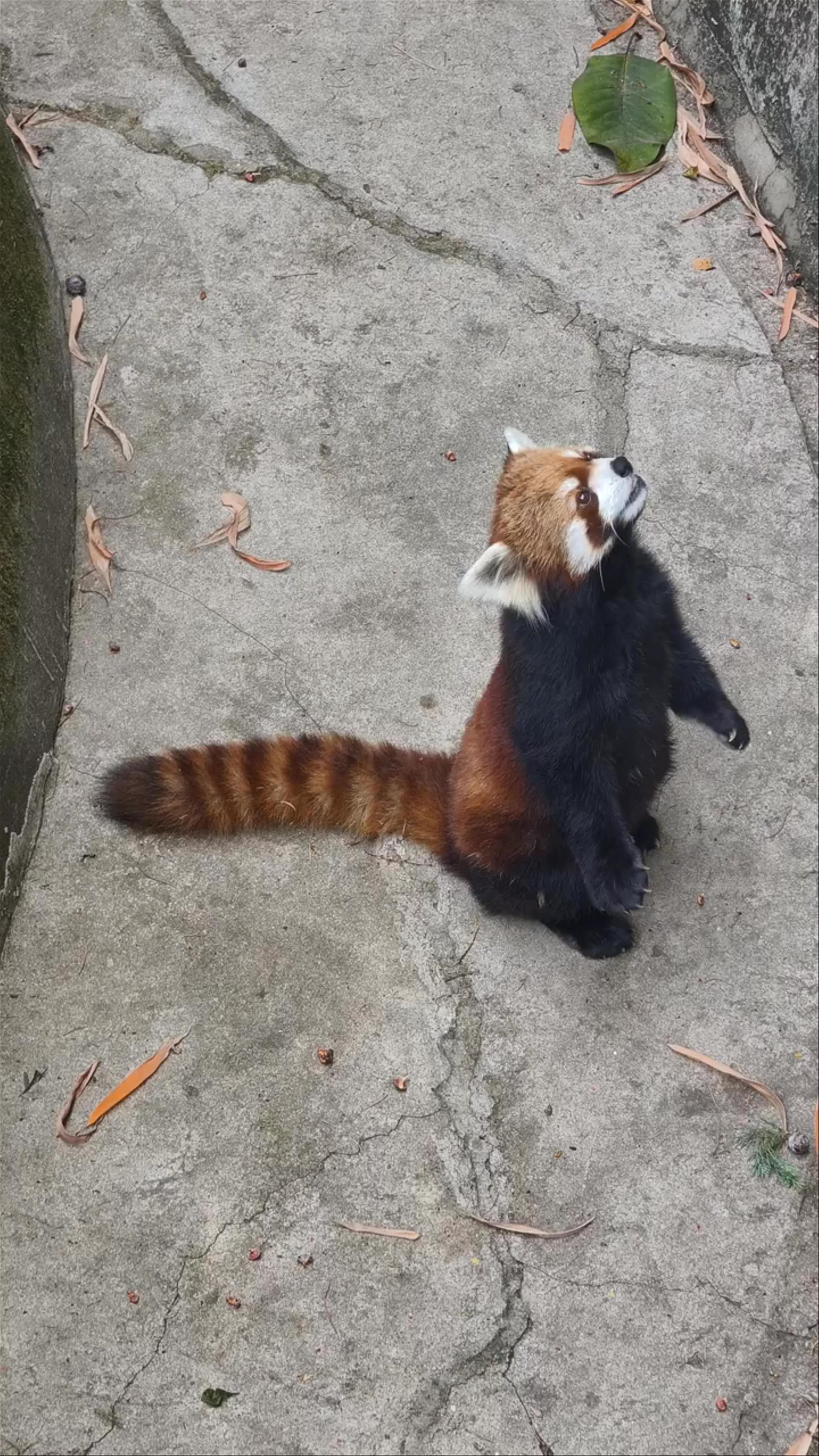 Yunnan Wildlife Zoo