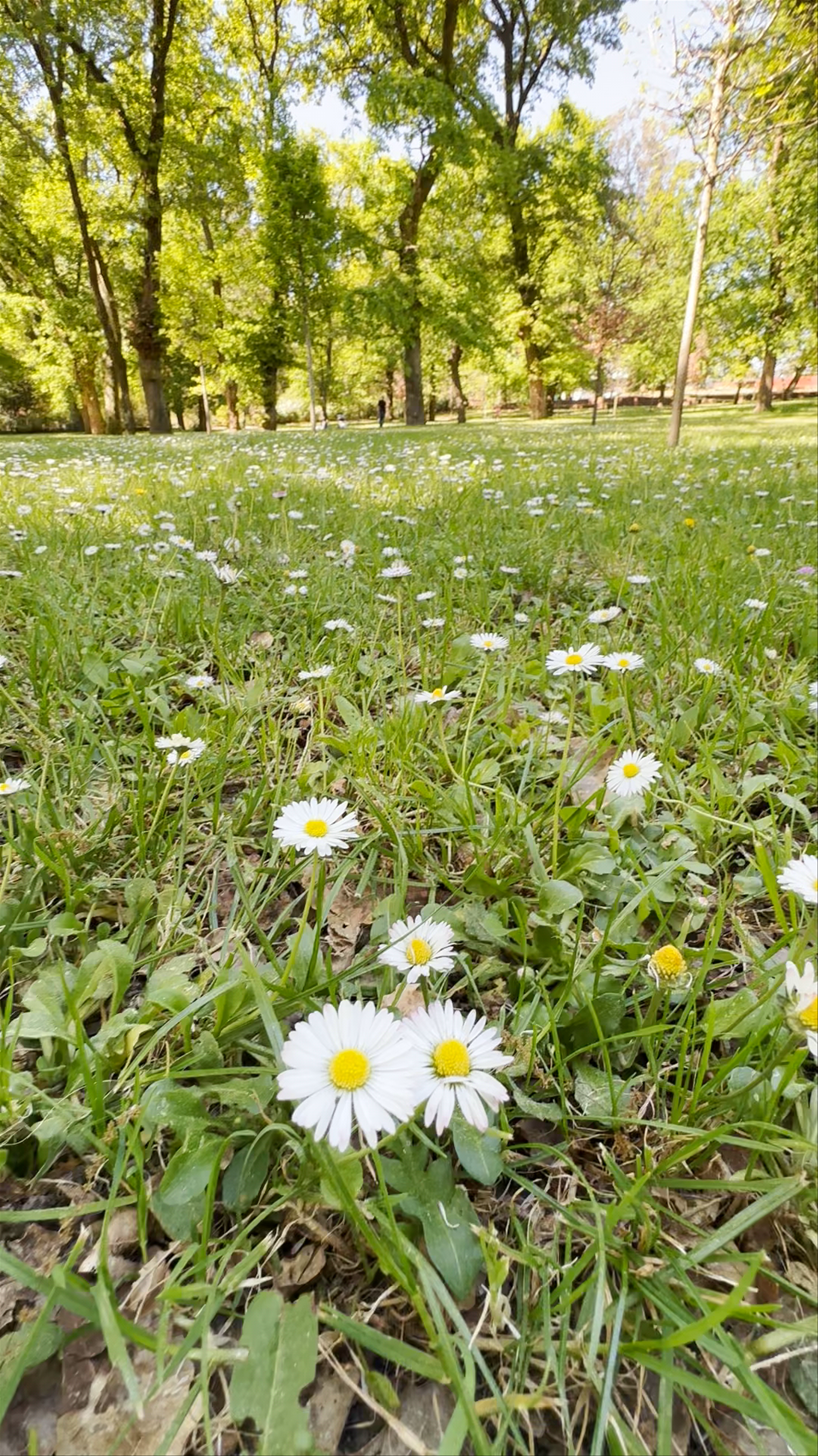 Springtime Serenity in Carballeira de Caldas de Reis