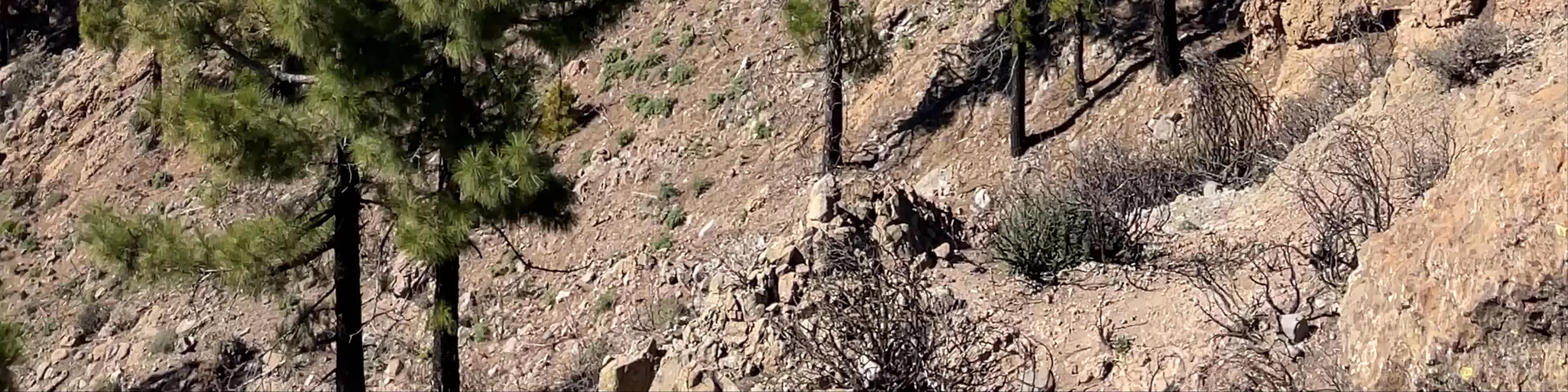 Pico de las Nieves