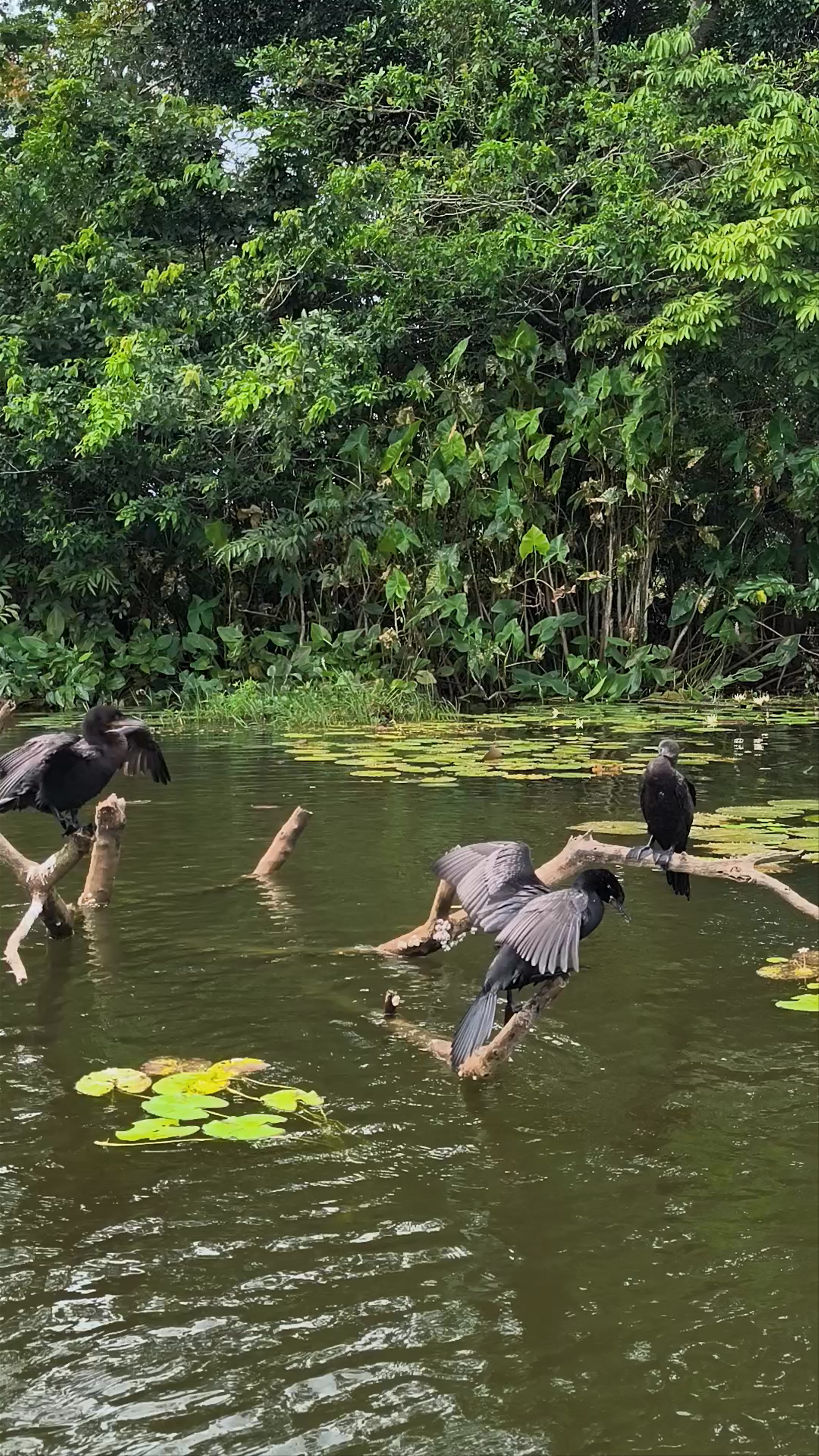Biotopo Protegido Chocón Machacas