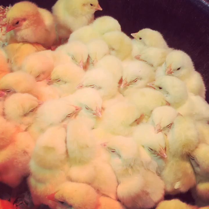 Bowman's Feed & Pet - Baby chicks! - Pet Stores Near Me - Westminster, Maryland