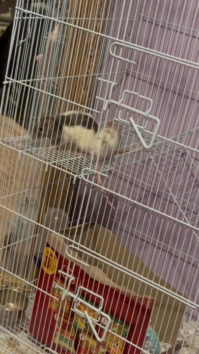 Uptown Pets - My baby's - Pet Stores Near Me - Yucaipa, California