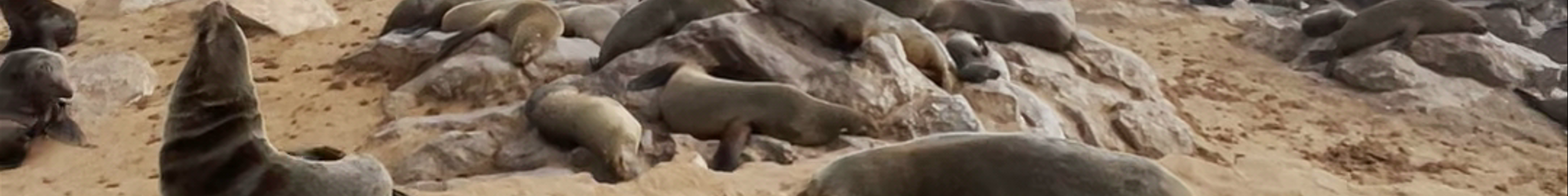 Tours & experiences in Henties Bay