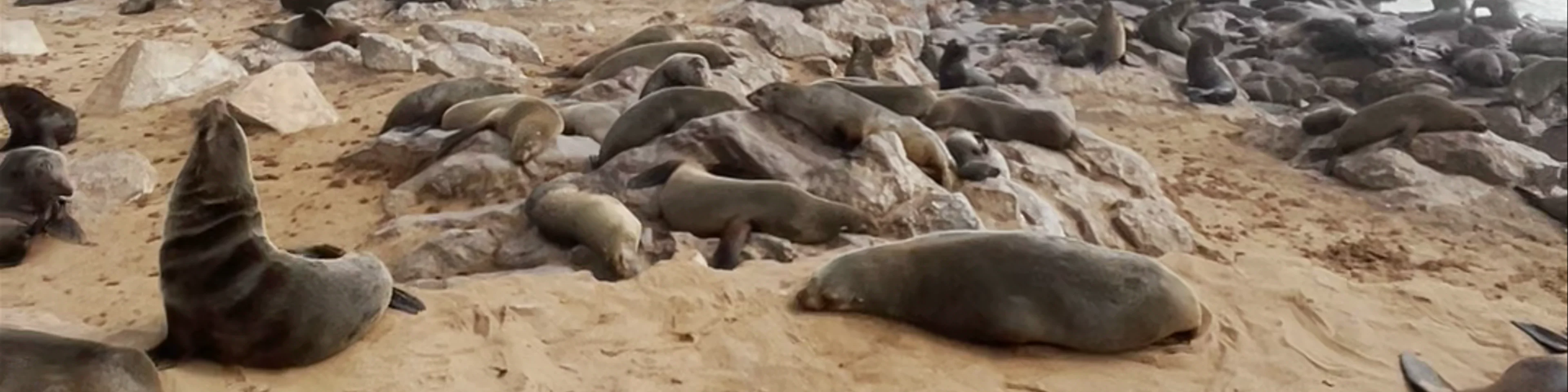 Cape Cross Seal Reserve