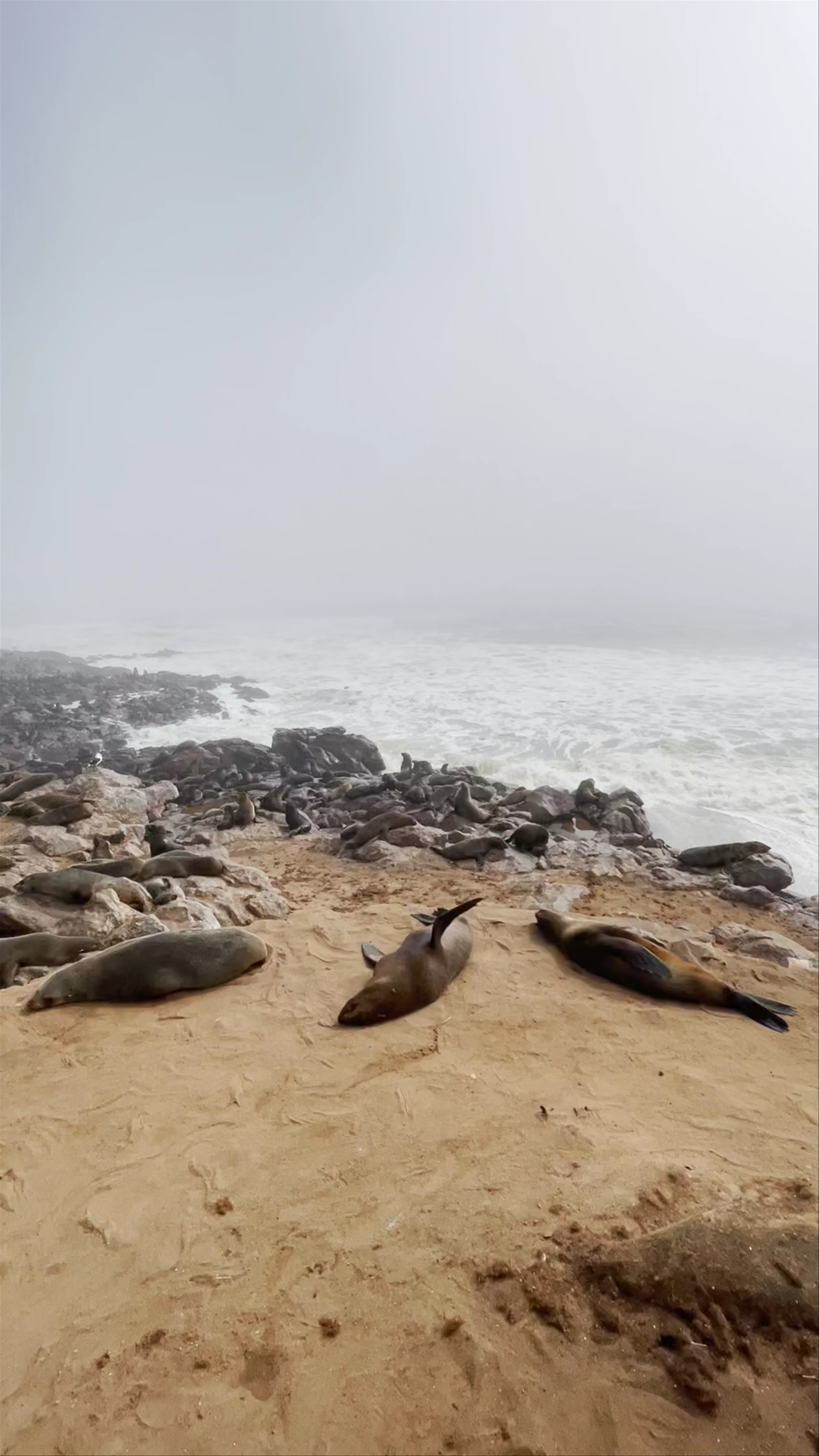 Cape Cross Seal Reserve, Cape Cross, Namibia