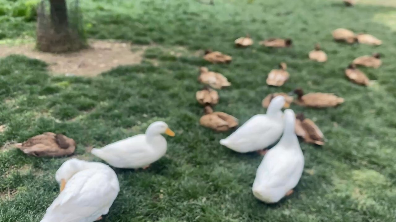 Spotted Duck - Ducks outside - Ice Cream & Frozen Yogurt Near Me - Penn Yan, New York