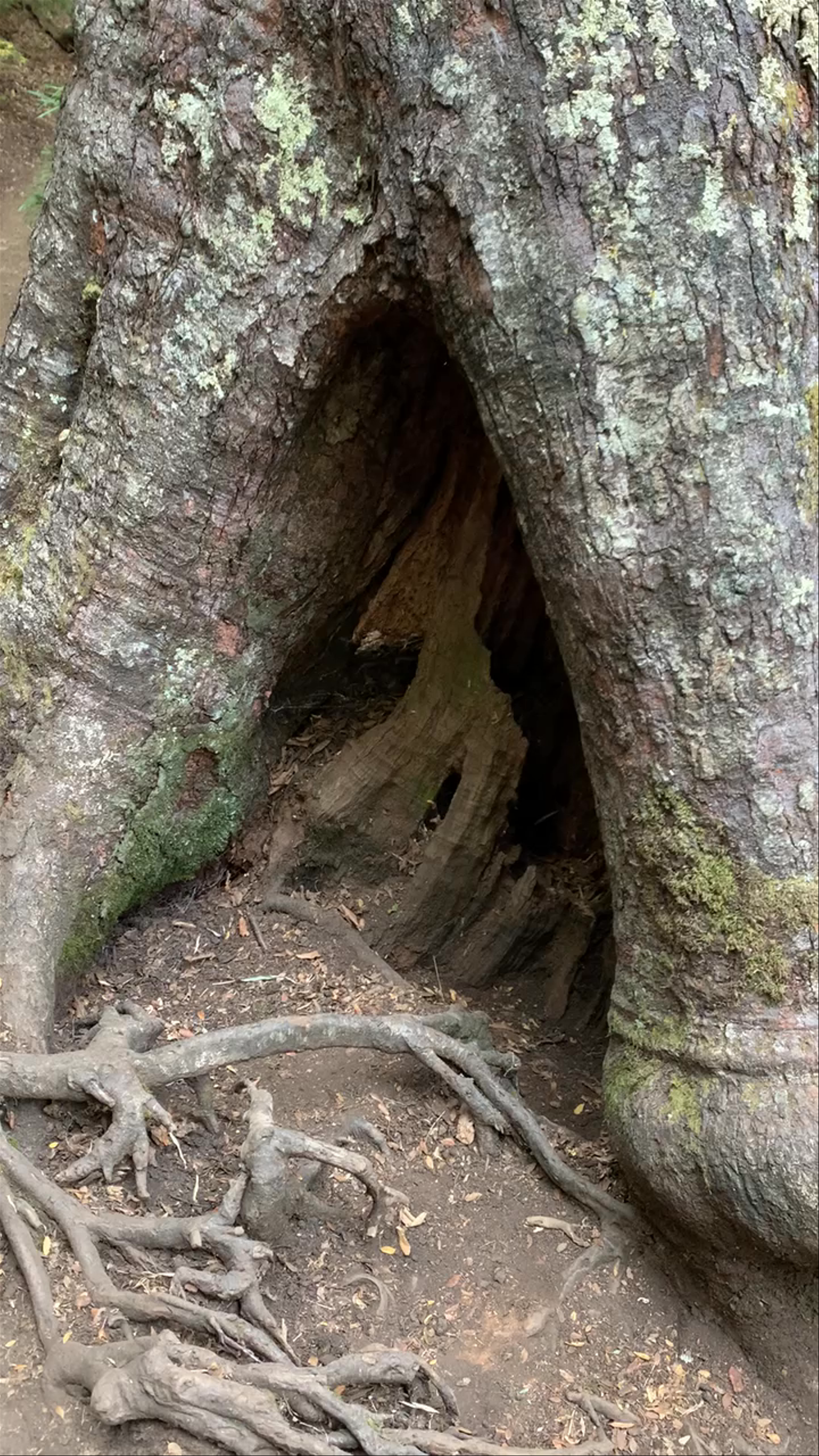 Parque Nacional Conguillio