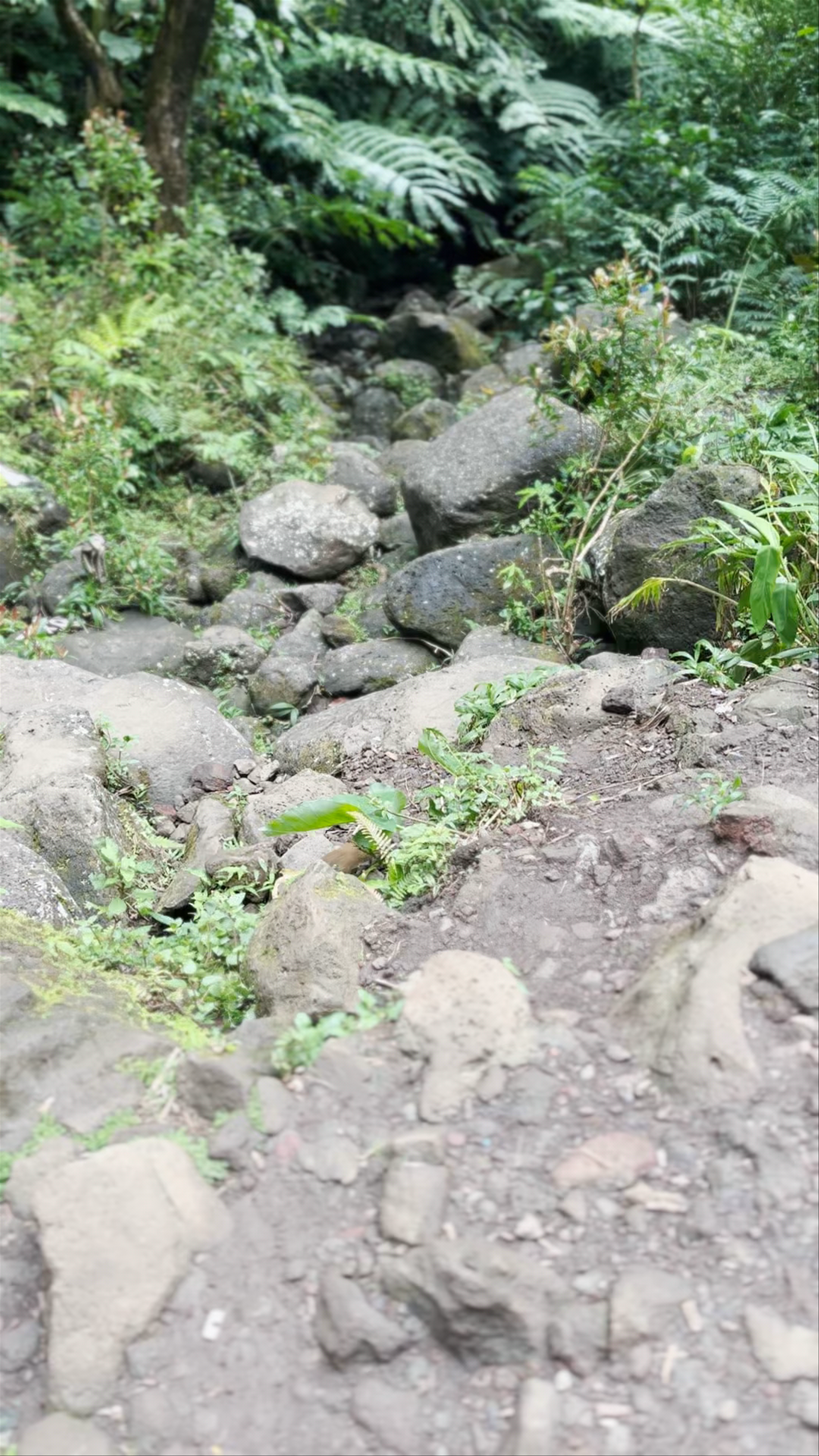 Manoa Falls: A Lush Waterfall Hike in Honolulu, Hawaii